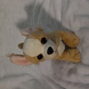 Webkinz Chihuahua